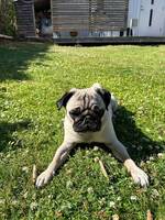 Mopsen Dallas Mopsen Dallas