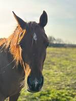 Hästen maysan Hästen maysan