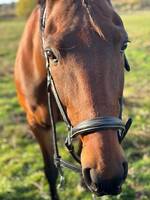 Hästen Kalle Hästen Kalle