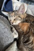 en av kattungarna en av kattungarna