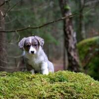 Corgin Leia Corgin Leia