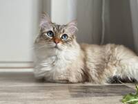 Katten Na?vi Katten Na?vi