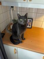 Katten Stitch