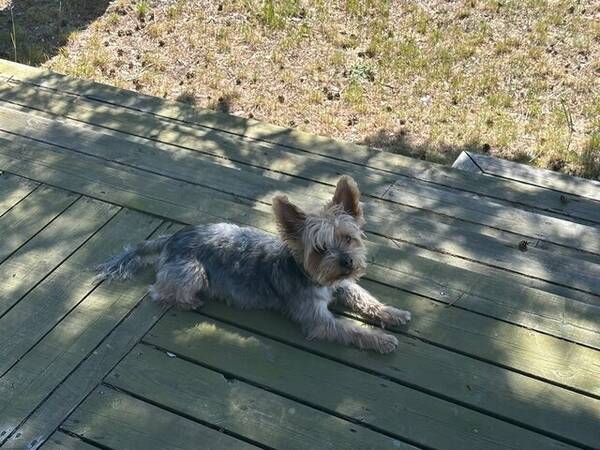 Hund - Charlie Yorkshireterrier