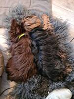 Yorkshire terrier  Yorkshire terrier