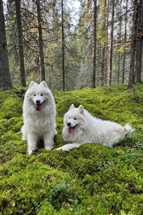 Hund - Samojedhund