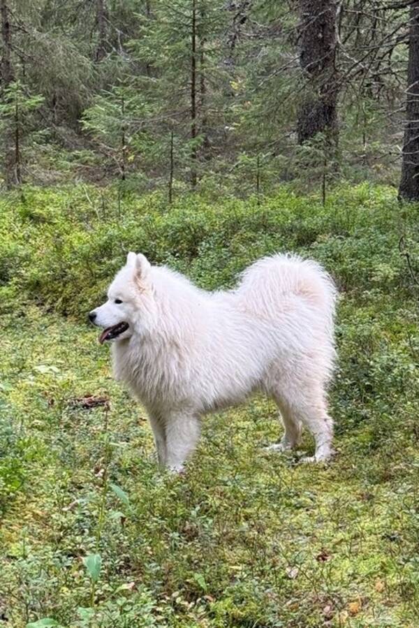 Hund - Samojedhund