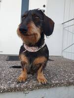 Taxen Daicy Taxen Daicy