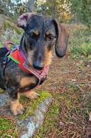 Strävhåriga taxen Daicy Strävhåriga taxen Daicy