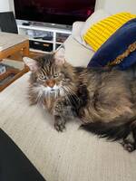 Katten Beyonce Katten Beyonce