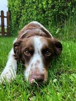 Hunden Billy Hunden Billy