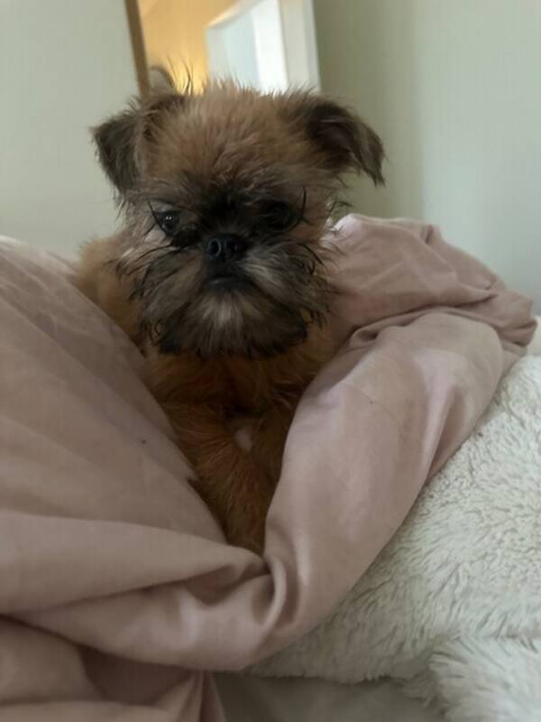 Hund - Griffonen Chewbacca