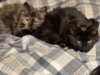 Systrarna Sotis och Tussan Systrarna Sotis och Tussan