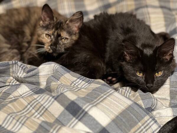 Katt - Systrarna Sotis och Tussan