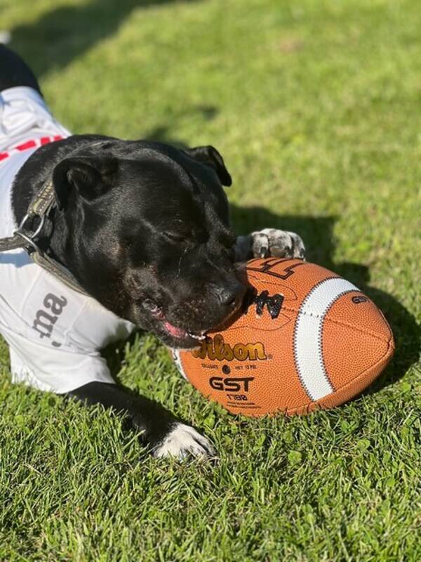 Hund - English Staffordshire Bullterriern Didas