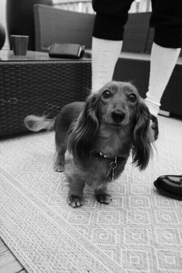 Hund - Kanindachs,  Hund - Kanindachs,