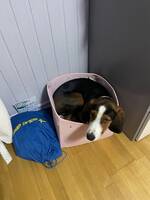 Sune finstövare Sune finstövare