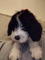 Labradoodlen Max Labradoodlen Max