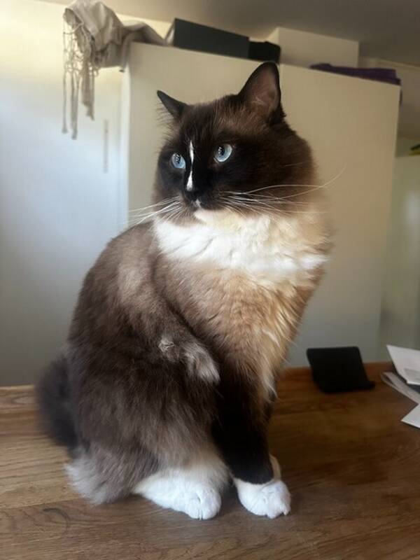 Katt - Ragdoll Folke