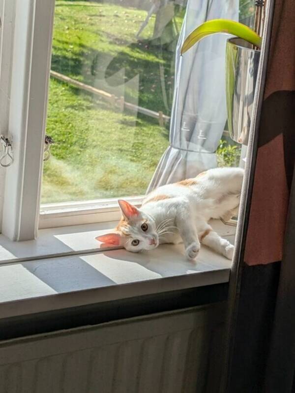 Katt - kiss piss Katt - kiss piss