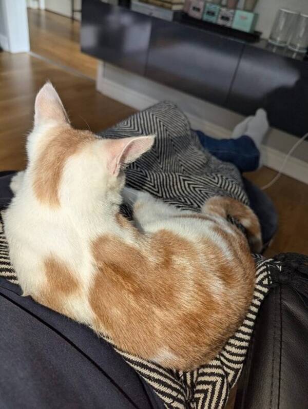 Katt - kiss piss Katt - kiss piss