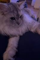 Katten Kisen Katten Kisen