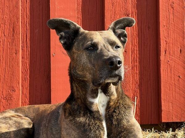 Hund - Busby