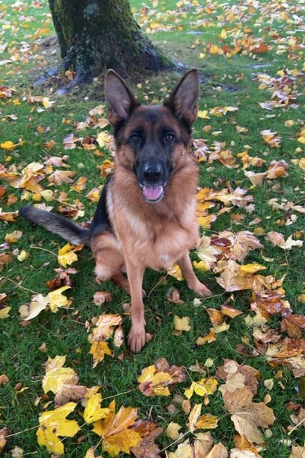 Hund - Schæferhunden min Bella Hund - Schæferhunden min Bella