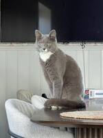 Personliga Baloo Personliga Baloo