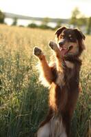 Vackra Clownen Bruno Vackra Clownen Bruno