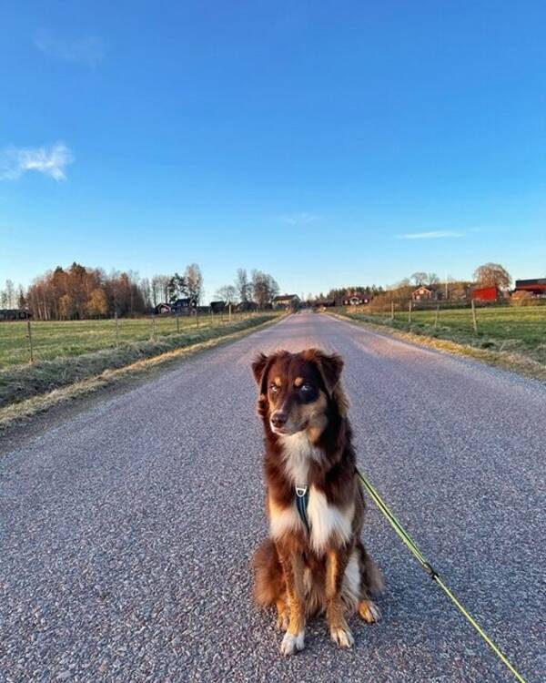 Hund - Vackra Clownen Bruno