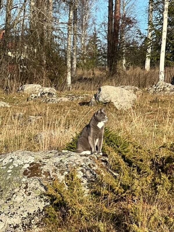 Katt - Personliga Baloo