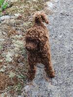 Toy Pudeln Mira Toy Pudeln Mira