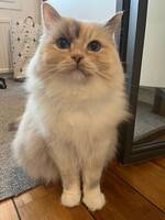 Ragdollen Elisir. Ragdollen Elisir.