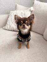 Chihuahuan Stella Chihuahuan Stella