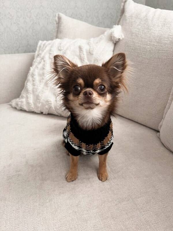 Hund - Chihuahuan Stella