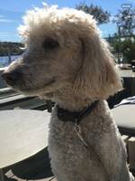 Pudeln Milla Pudeln Milla