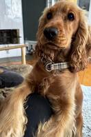 Cockerspanieln Saga Cockerspanieln Saga