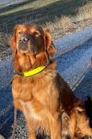 Jaktgolden Muffe Jaktgolden Muffe