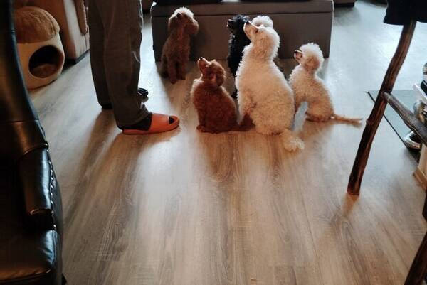 Hund - Puddel  Hund - Puddel