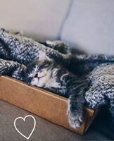 Katt Svante Katt Svante