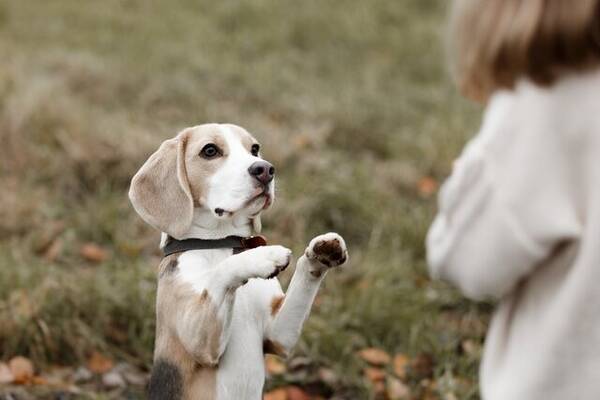 Hund - Beaglen Herman 