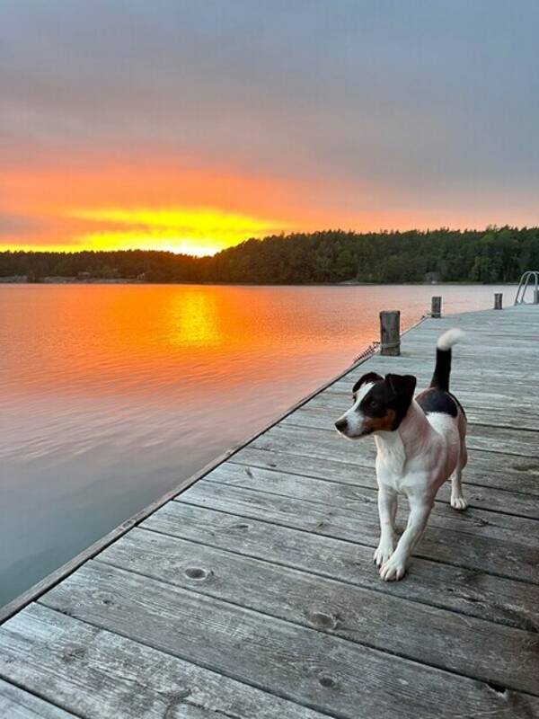 Hund - Jack Russel Tasha