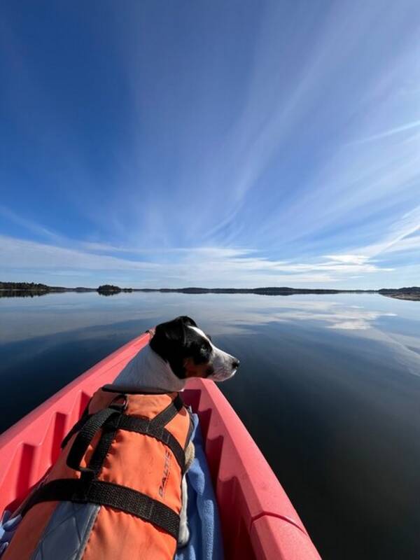 Hund - Jack Russel Tasha