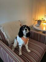 Cockalieren Nella Cockalieren Nella