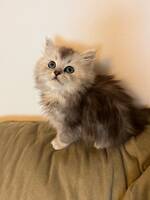 Kattungen Nilah Kattungen Nilah