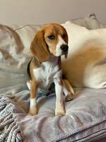 Beagle feja