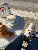 Maltesern Ozzy Maltesern Ozzy