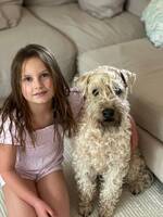 Irish Softcoated Wheatenterrier