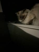 Ragdoll Theo Ragdoll Theo